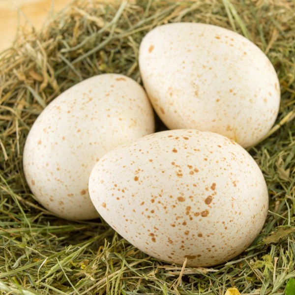 Oeufs de poules nourries au grain 100 végétal Ferme O'Nature viandes — free download