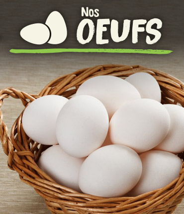 Oeufs blancs de poules en liberté